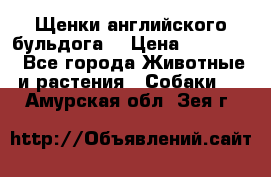 Щенки английского бульдога  › Цена ­ 60 000 - Все города Животные и растения » Собаки   . Амурская обл.,Зея г.